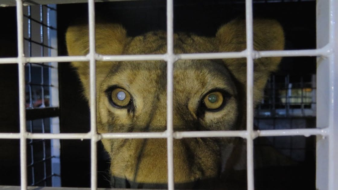 A young lion cub with golden fur inside a cage in an indoor setting, illuminated by artificial light at night.