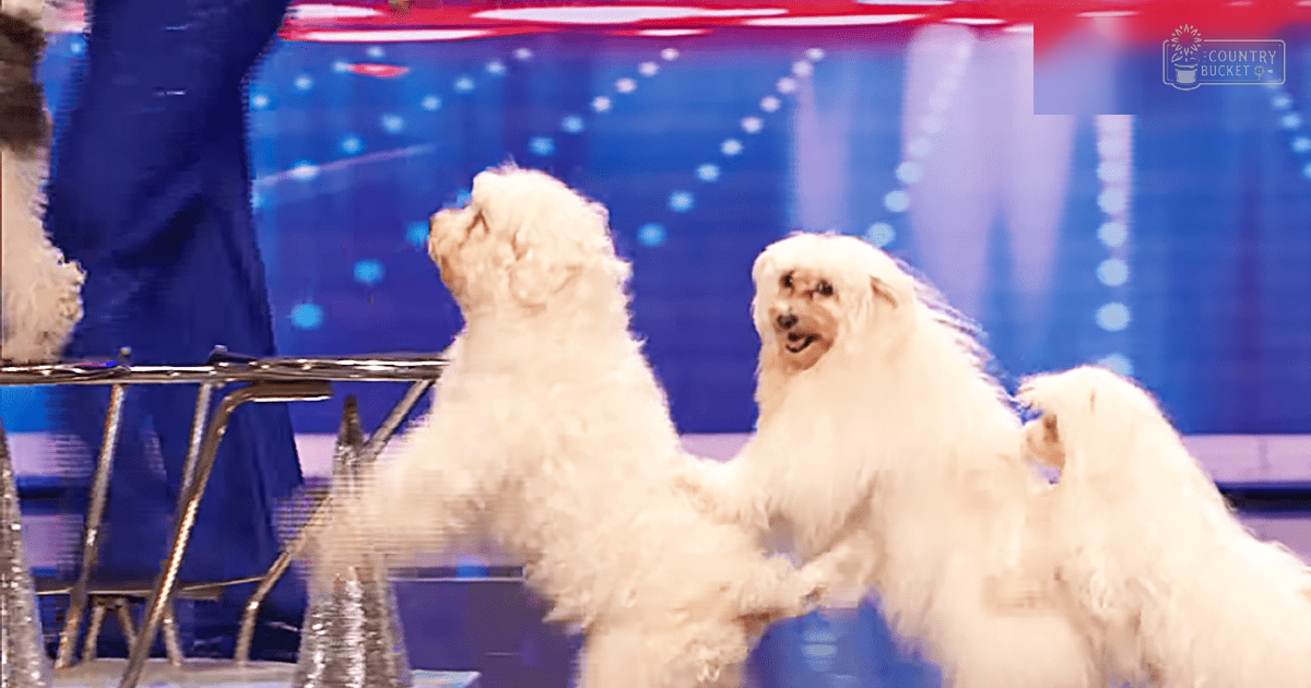 Two fluffy white dogs, possibly Maltese or Bichon Frise mixes, standing on a stage with patriotic backdrop indoors.