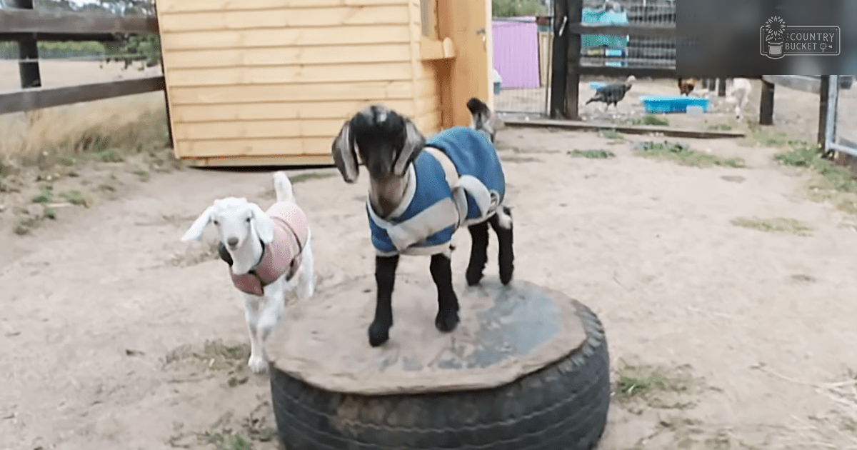 Two young goats wearing sweaters in a farmyard with wooden shed and fencing.