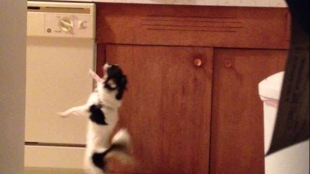 A black-and-white tabby kitten with adult markings stands in a kitchen setting, surrounded by wooden cabinets under artificial evening light.