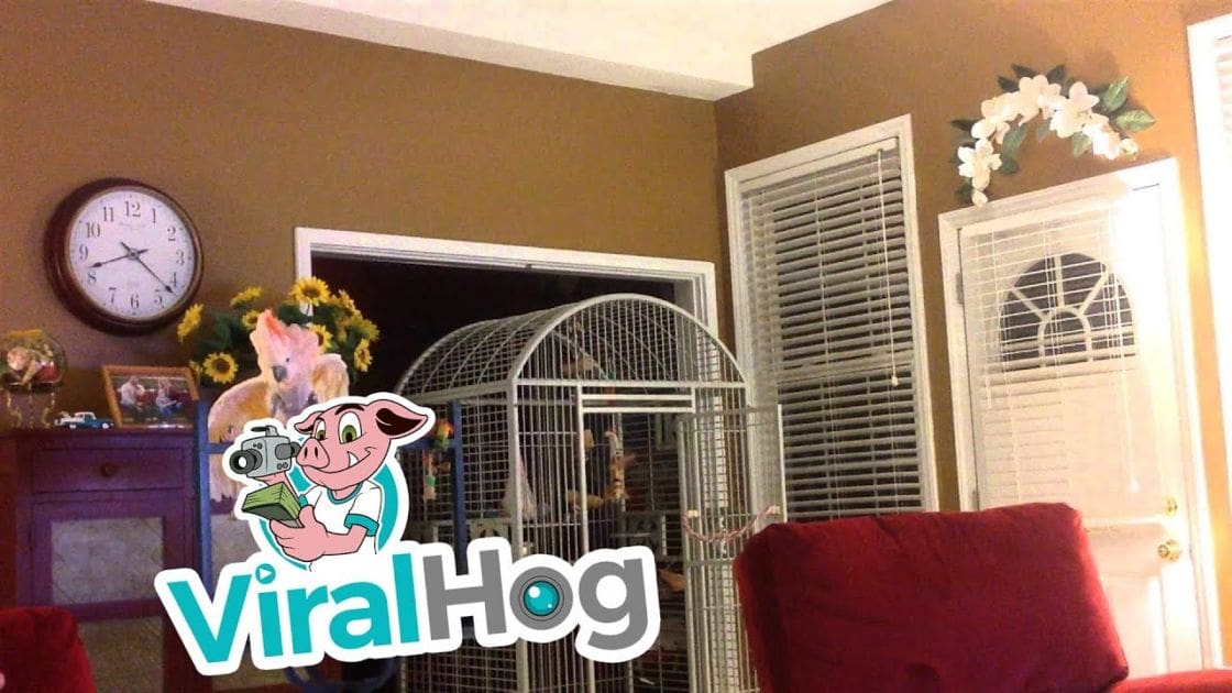 A living room scene with a birdcage containing birds or small animals, a red sofa, wooden clock, decorative wreath, sunflowers, brown walls, red couch, white blinds, beige ceiling, daytime light.