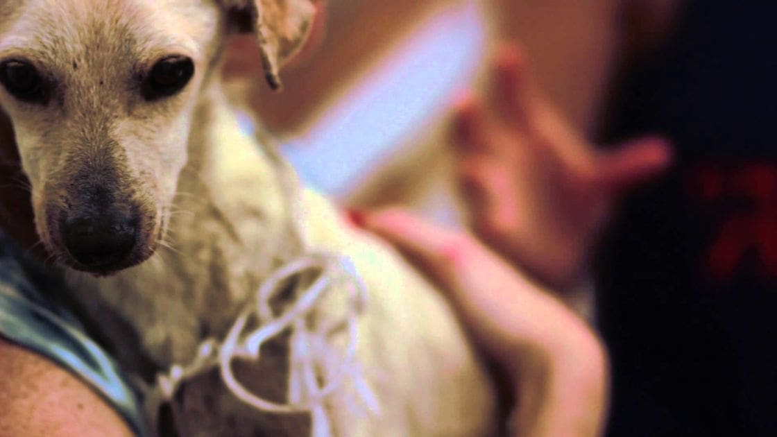 Adult female wearing a light blue patterned garment with bracelet, interacting with an Italian Greyhound dog indoors, natural daylight illuminating the scene, casual home setting, light beige and cream coat on the dog