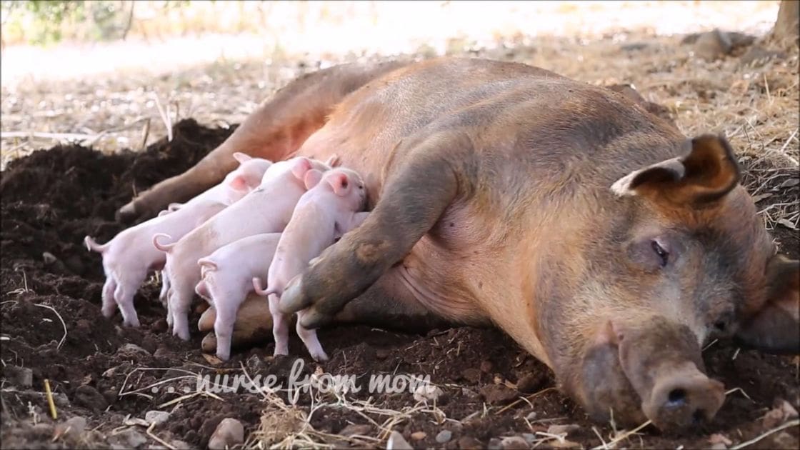 A sow with multiple nursing piglets in an outdoor rural area with dirt and sparse vegetation.
