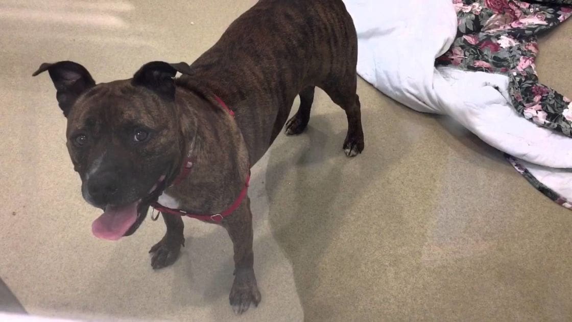 A brindle American Staffordshire Terrier or similar breed, likely an adult male, stands indoors with artificial lighting. The setting includes carpeted flooring and part of a floral-patterned blanket or bedspread.
