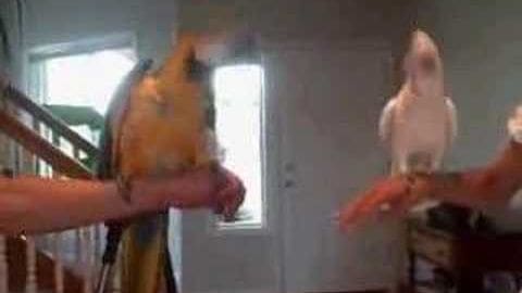 Two adult birds, possibly cockatiels with orange and white plumage, held indoors in a home setting with wooden stairs and natural light.