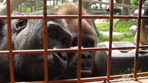 A gorilla in a zoo enclosure with lush greenery around it during spring or summer.