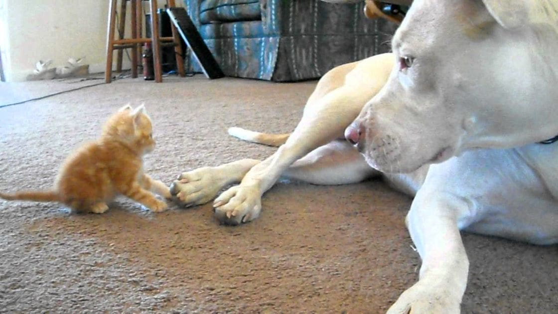 A kitten, possibly a tabby domestic shorthair, interacts with an adult pit bull or pit bull mix in a cozy indoor living room setting. Natural light illuminates the scene.