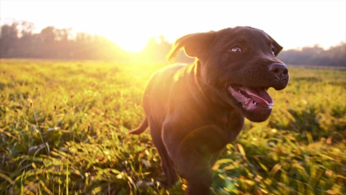 A pit bull breed adult dog in an open field with warm golden sunlight at either sunrise or sunset.