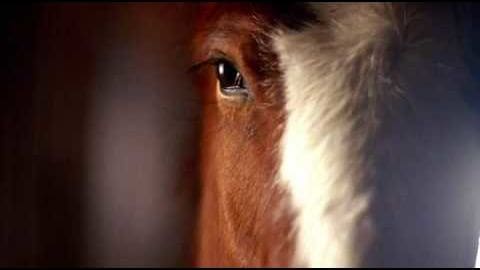 A close-up of an adult paint or pinto horse with a distinct white stripe down its face, set against a dark indoor backdrop.