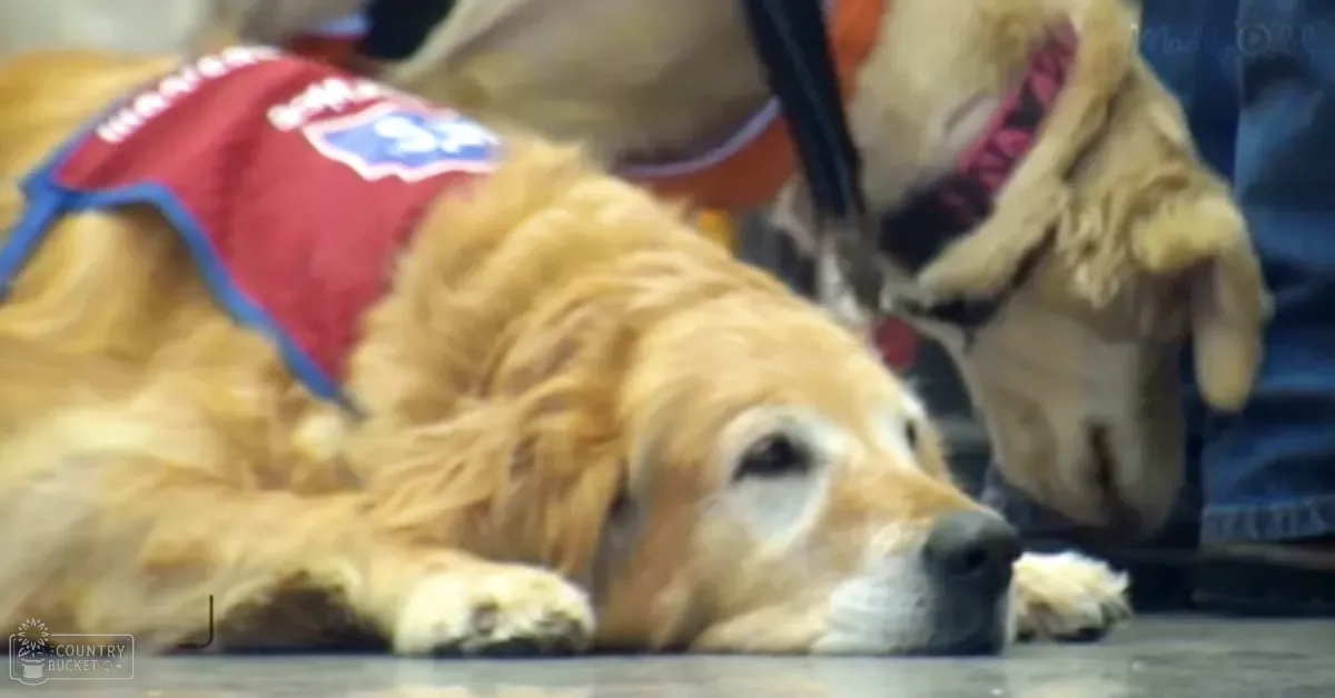 A golden retriever wearing a service dog vest in an indoor event setting with bright lighting.