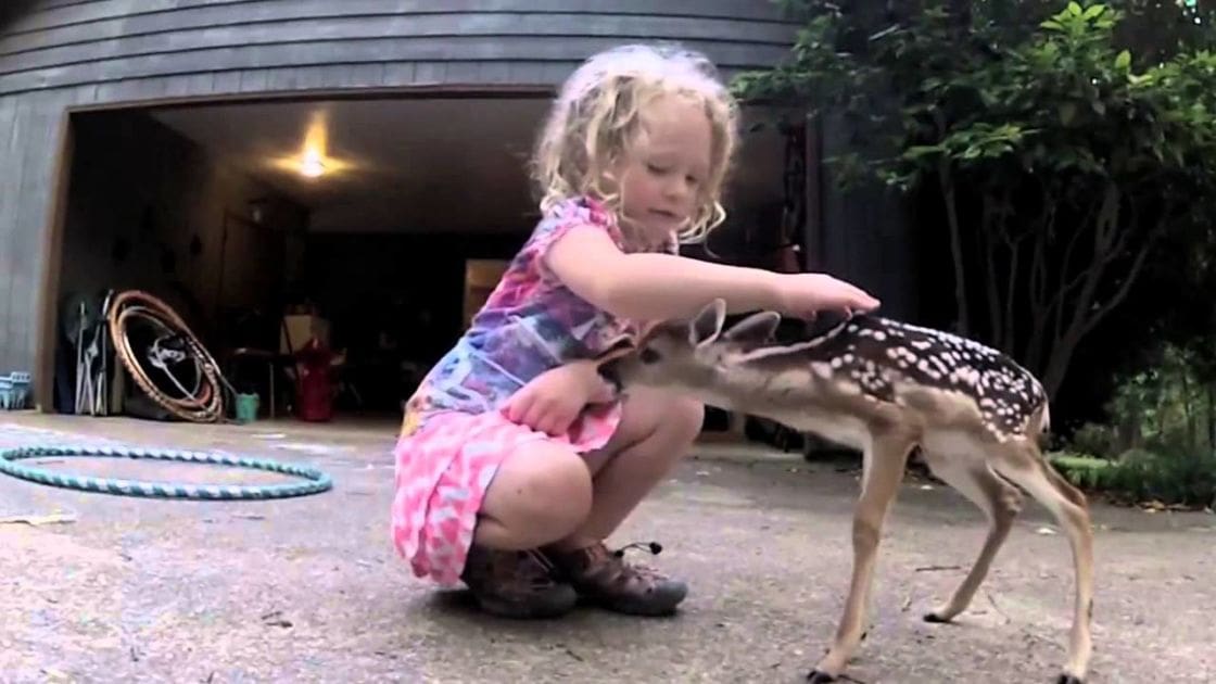 A toddler girl in a colorful tie-dye t-shirt and pink shorts interacts with a juvenile fawn on a residential driveway, surrounded by greenery under natural daylight.