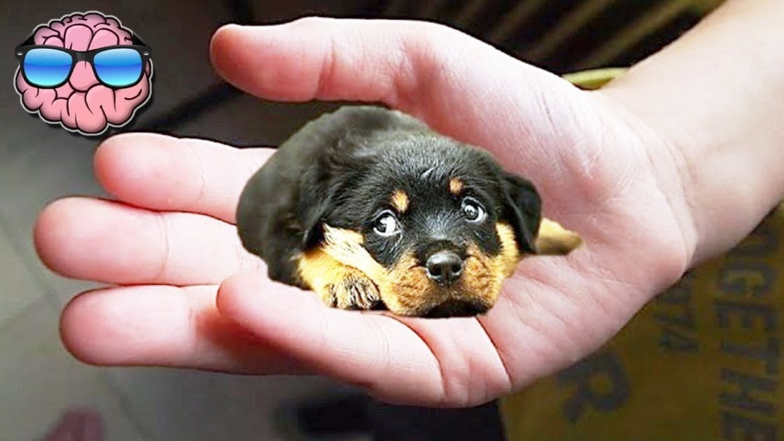 A small Rottweiler puppy, likely very young, held by an adult male in a dark patterned garment indoors on what appears to be a couch or similar piece of furniture.