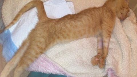 An orange tabby kitten with a patterned coat lies indoors under a white towel or blanket.