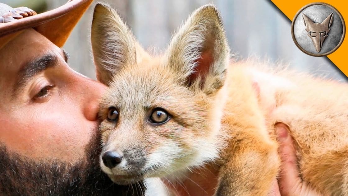 An adult male interacting with a juvenile red fox in an outdoor natural setting, marked by shades of brown, orange, and green lighting.
