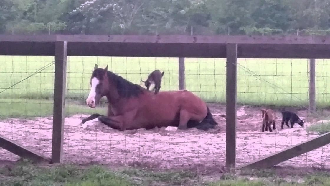 A large brown horse with white markings lies down alongside two smaller black goats or sheep in a farm enclosure, surrounded by greenery suggesting spring or summer.