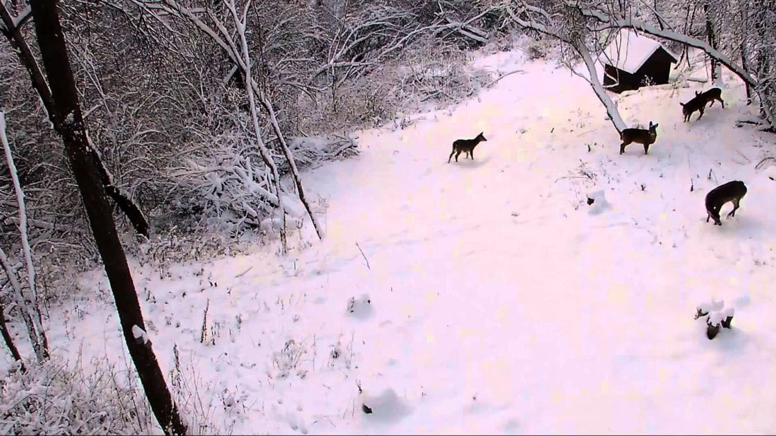 Several dark-brown deer amidst a snowy forest, winter landscape with diffused light.