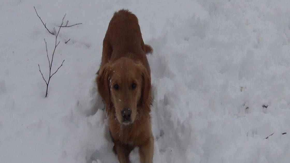 A golden retriever dog in a snowy outdoor setting, likely during winter with white snow covering its reddish-brown coat and the ground.