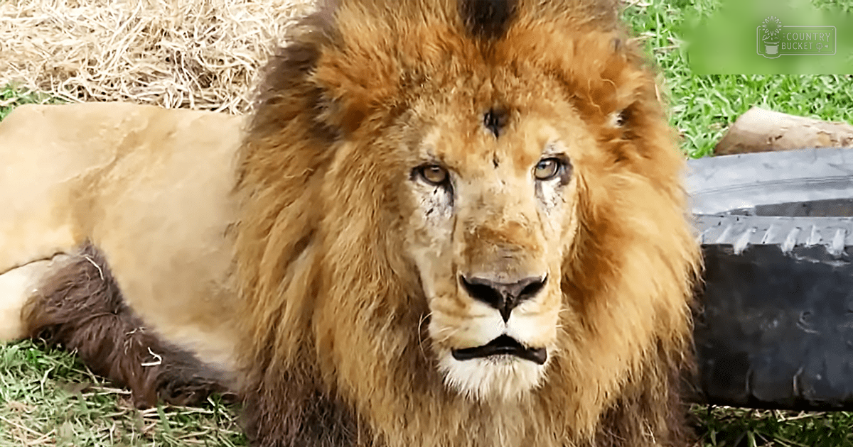 A full-maned adult male lion in a grassy outdoor enclosure with some hay, midday lighting.