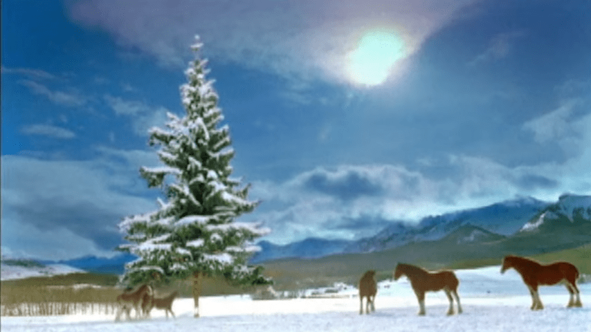 Brown Clydesdale horses with white markings in a snowy winter landscape during daytime
