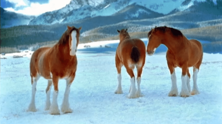 Clydesdale horses in a snowy landscape with mountains, adult, brown coats with white socks and blaze, winter day, outdoor setting
