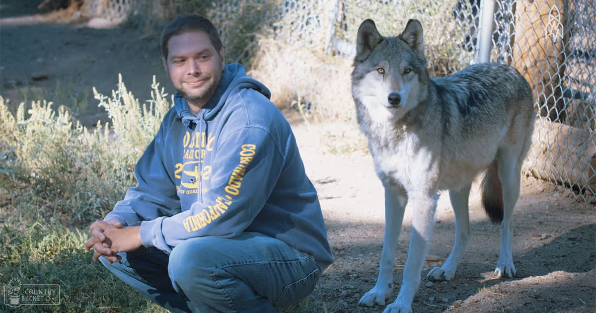 Middle-aged adult male wearing a light blue hooded sweatshirt with printed text on the front and sleeve stands outdoors amidst dry grass and shrubs, accompanied by an adult gray wolf with white underbelly and black-tipped tail.