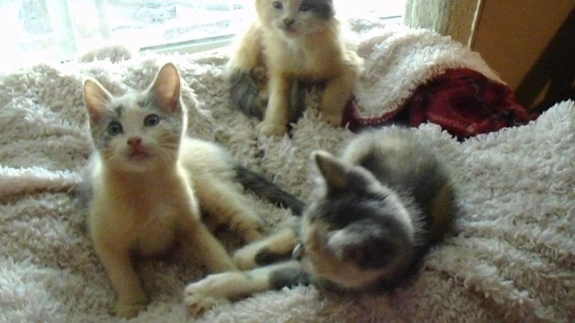 Three kittens with light brown, cream-colored, and gray fur patterns are indoors on a carpeted floor near a window with natural daylight.