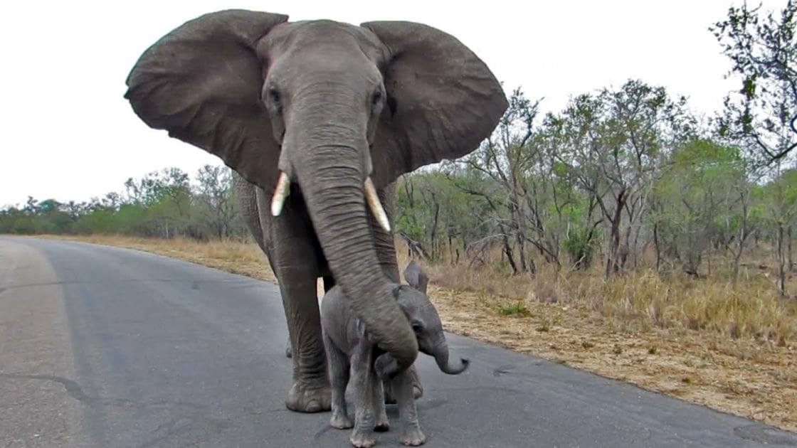 An adult African elephant with large ears and tusks, accompanied by its calf in a savanna or forested area under overcast skies.