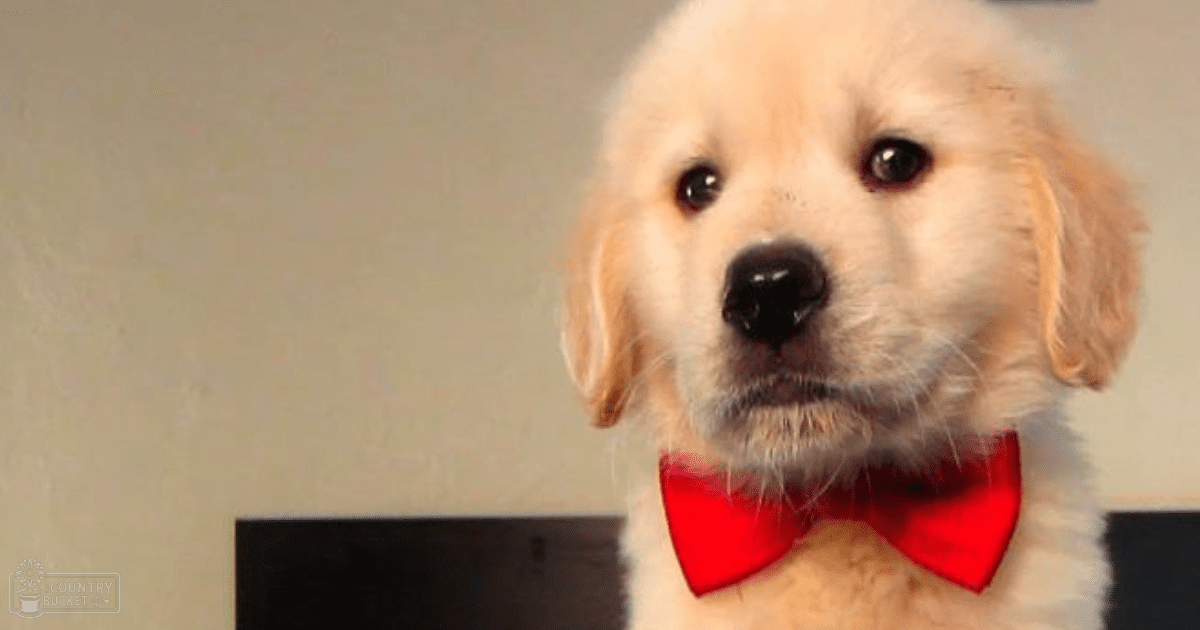 A golden retriever puppy with a red bow tie indoors, light brown fur, playful demeanor.