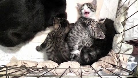 A group of tabby kittens with black, white, and brown coat patterns are playing indoors on a neutral background.