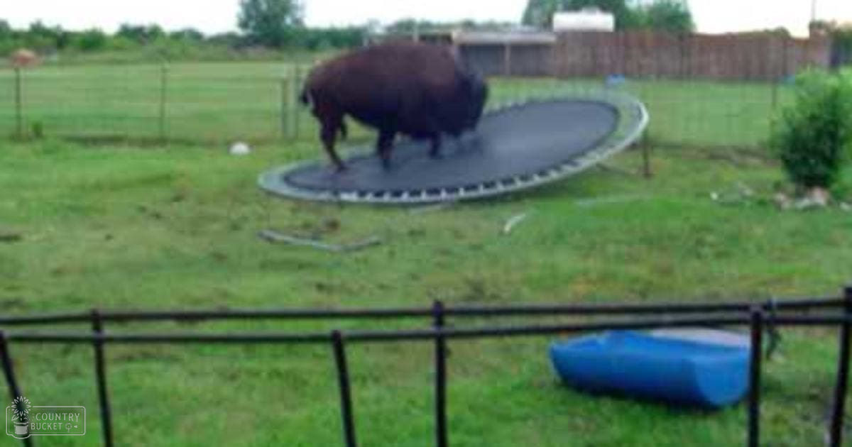 A bison in a backyard with trampoline, pool float, and metal fence during spring or early evening.