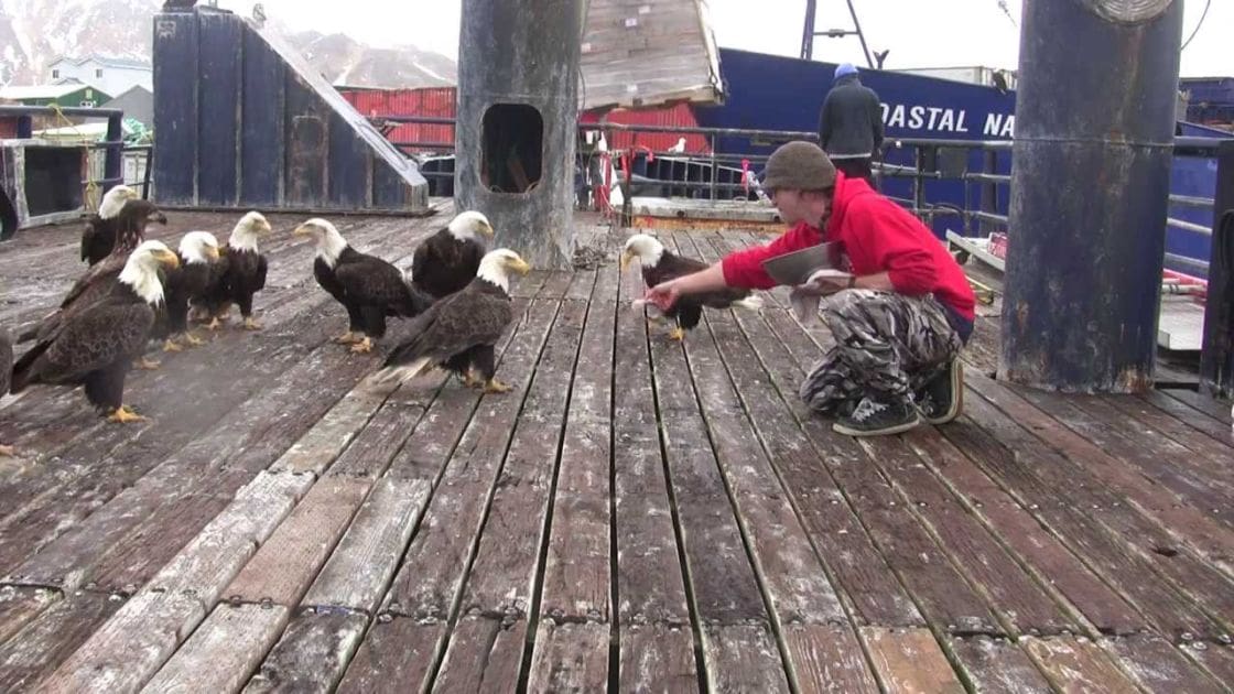 A young adult male in a red hoodie and camouflage pants feeds bald eagles at a dockyard near a ship, with an overcast sky suggesting late spring or early fall.