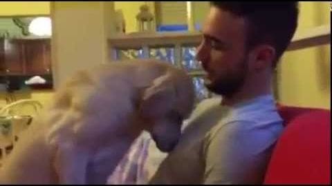 A Golden Retriever or Labrador Retriever mix interacting with an adult male in a home setting during spring or summer.