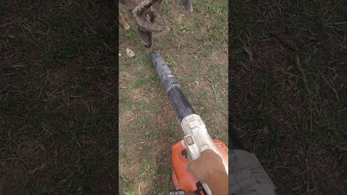 A deer with antlers stands in an outdoor grassy area, while a chainsaw held off-screen is directed at its head.