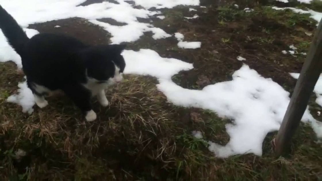 A black-and-white cat with a predominantly black body and white markings on its chest, paws, and face, outdoors in a snowy area during winter.
