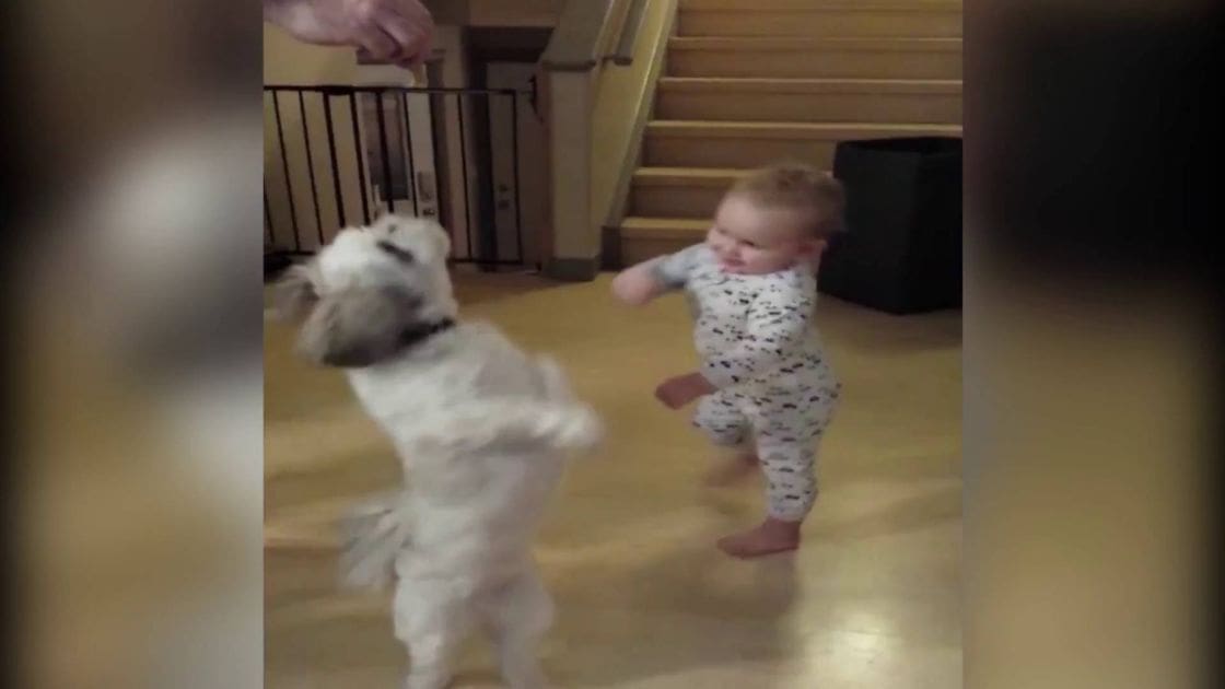 A baby in a white onesie plays with a Shih Tzu puppy on wooden steps inside a home, with natural light streaming through unseen windows.
