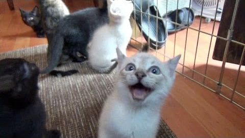 A light-colored kitten with wide eyes and an open mouth, surrounded by others in a home setting with natural lighting.
