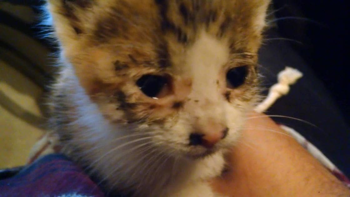 A tabby kitten with orange, black, and white fur being held indoors under dim lighting.