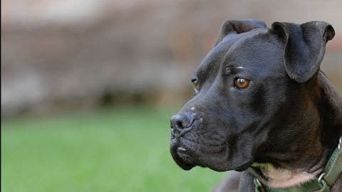 A pit bull, likely an adult male, with a collar and green strap stands on grass in what appears to be a park or yard under natural daylight.