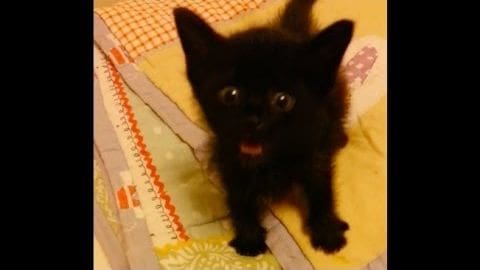 A young black kitten with a fluffy coat, lying on a quilted blanket with yellow, orange, and white patterns indoors.
