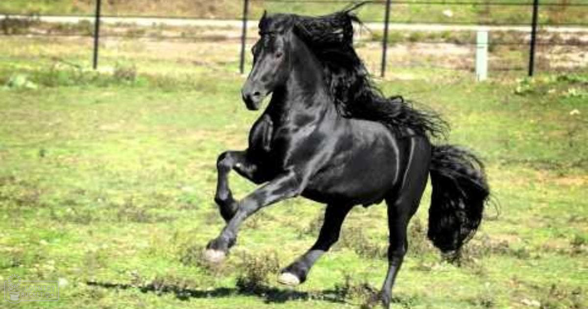 A black horse with a long, flowing mane and tail standing in a grassy field enclosed by a fence on an outdoor rural setting during daylight hours.