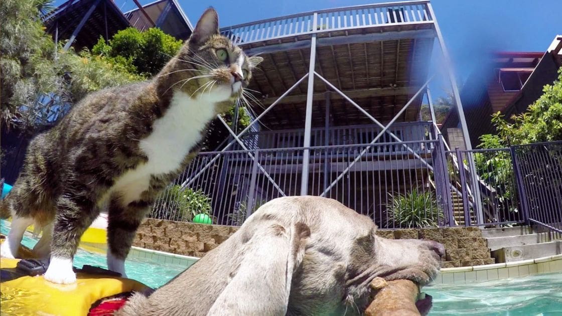 An adult tabby cat with a brown and white coat stands on a yellow pool float in an outdoor area surrounded by greenery under bright sunlight, likely summer.