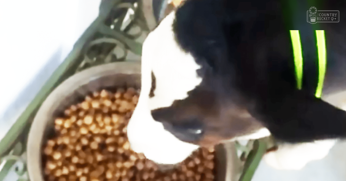 A black and white dog eating from a bowl indoors, with bright natural lighting.