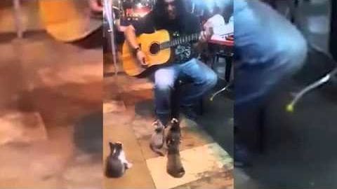 A young adult male musician playing an acoustic guitar in a cozy indoor setting, accompanied by a tabby kitten, with warm lighting and wooden furniture.