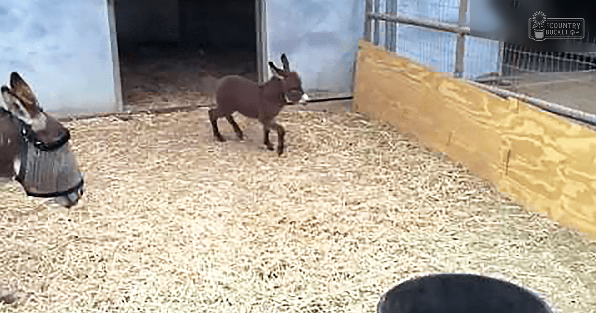 Two brown donkeys with white markings in an indoor enclosure with straw bedding, metal fencing, and natural daylight.