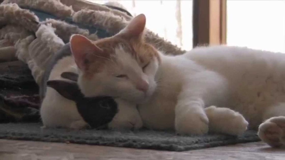A white cat with orange markings on its head and ears, sitting indoors near a window in soft daylight.