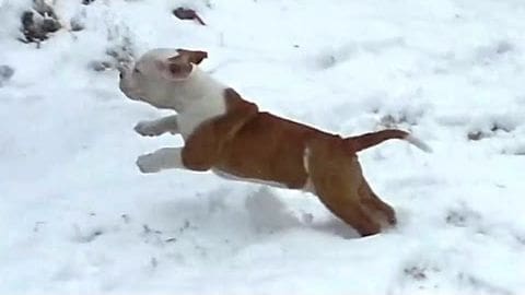 A playful puppy with white fur on its face and chest, brown fur on its body, running through the snow in a winter outdoor setting.