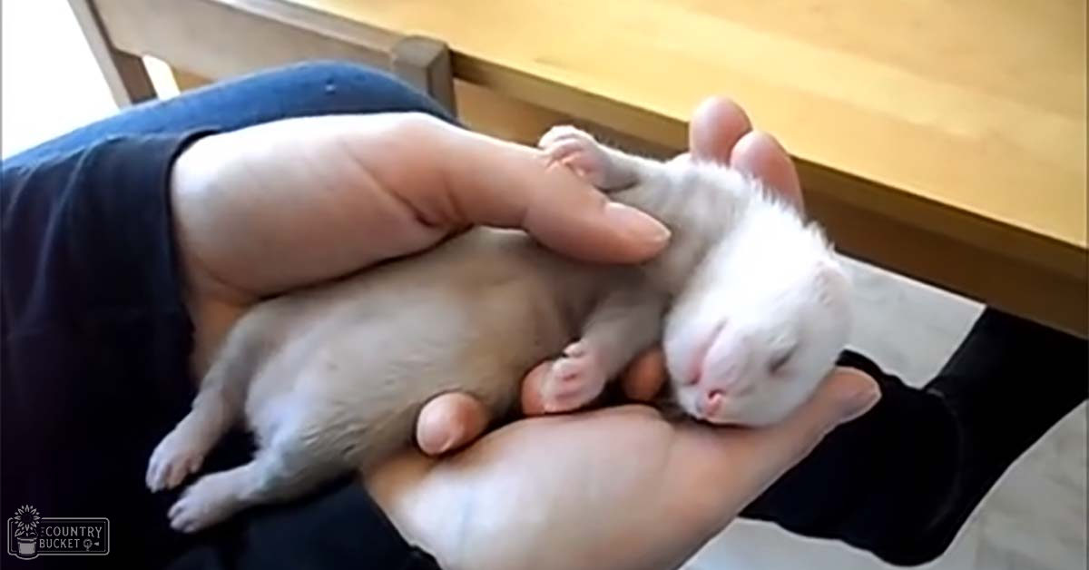 A light gray kitten being held in an adult woman's hands, indoors with natural daylight, on a wooden surface.
