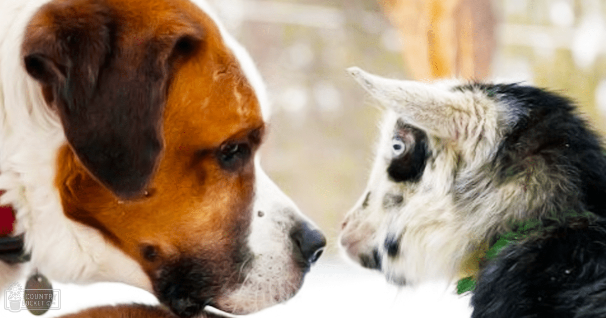 Beagle dog with brown, white, and black markings in a snowy outdoor winter setting near an adult tabby cat with black and white fur. Daytime natural sunlight illuminates the scene.