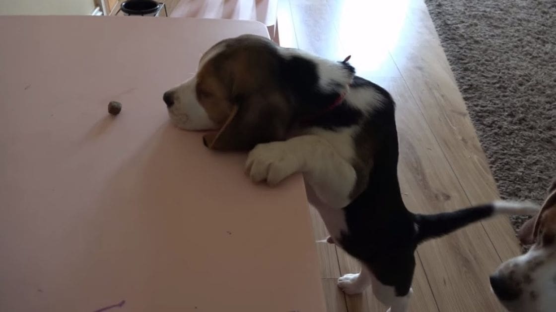 A beagle puppy with black and tan markings sleeps on a table indoors, surrounded by a casual home setting with natural light.
