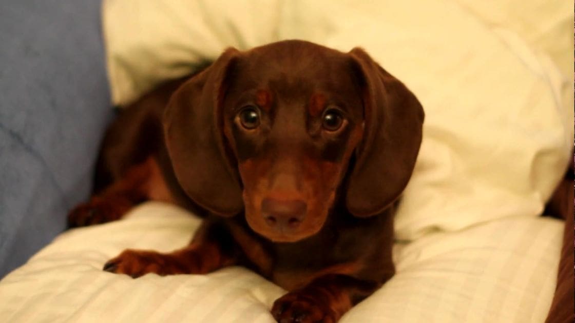 A Dachshund puppy with chocolate brown fur and tan markings lies on a white surface indoors under soft evening lighting.